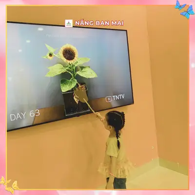 HÀNH TRÌNH NỞ HOA CỦA HƯỚNG DƯƠNG NHÍ – ảnh 8